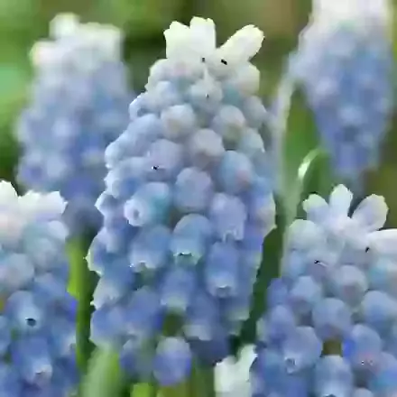 Peppermint